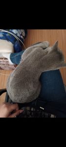 Кішка шотландська прямовуха