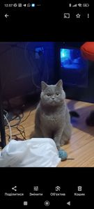Кішка шотландська прямовуха