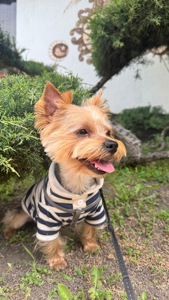 Шукаємо наречену для хлопчика