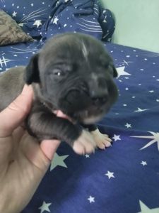 Бронювання на малят амстафа відкрито!