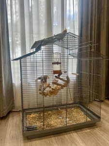 Молода корелла хлопчик