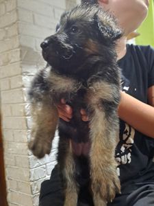 Цуценята німецької вівчарки