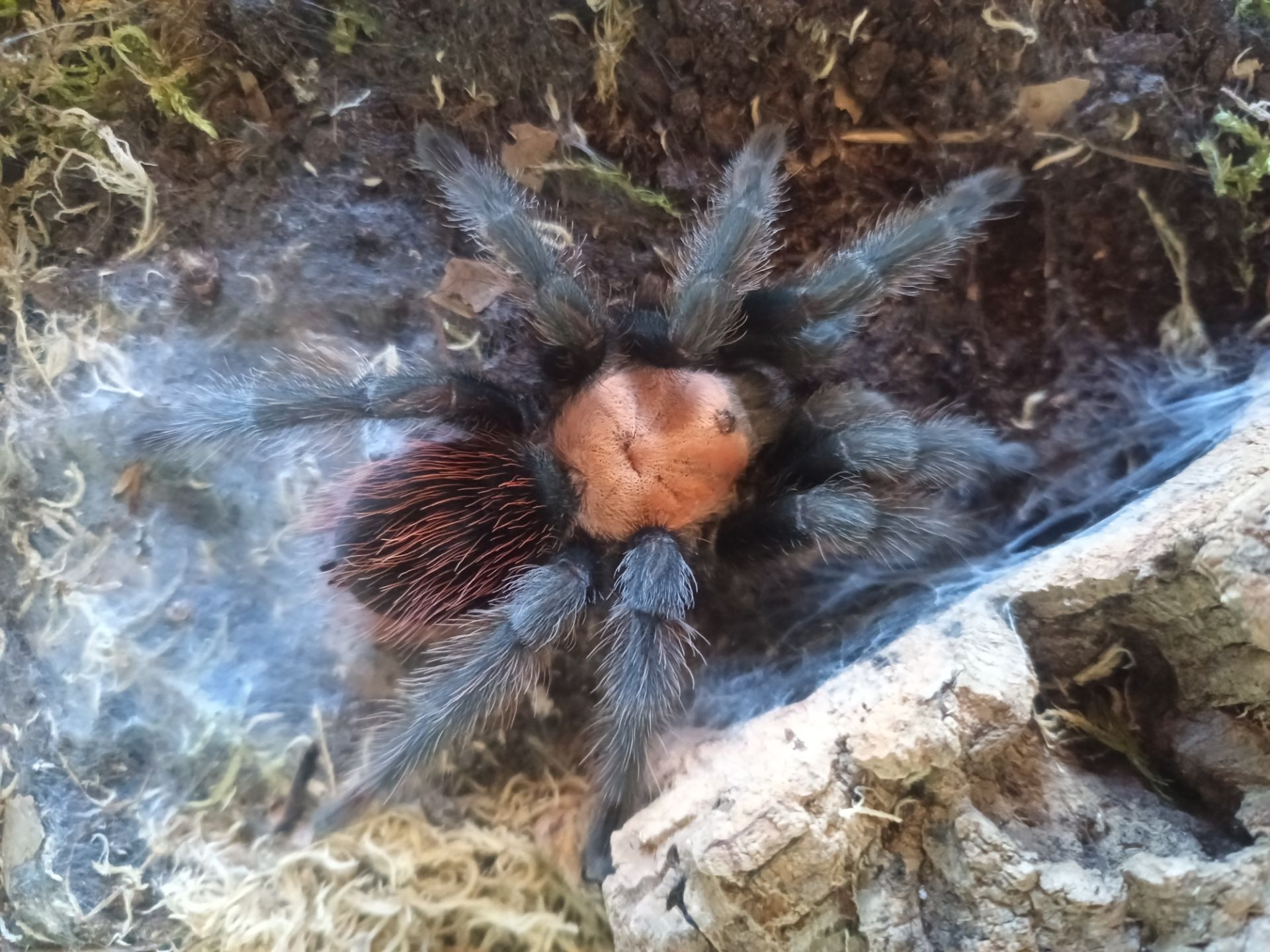 Tliltocatl Albopilosus, Brachypelma Albiceps