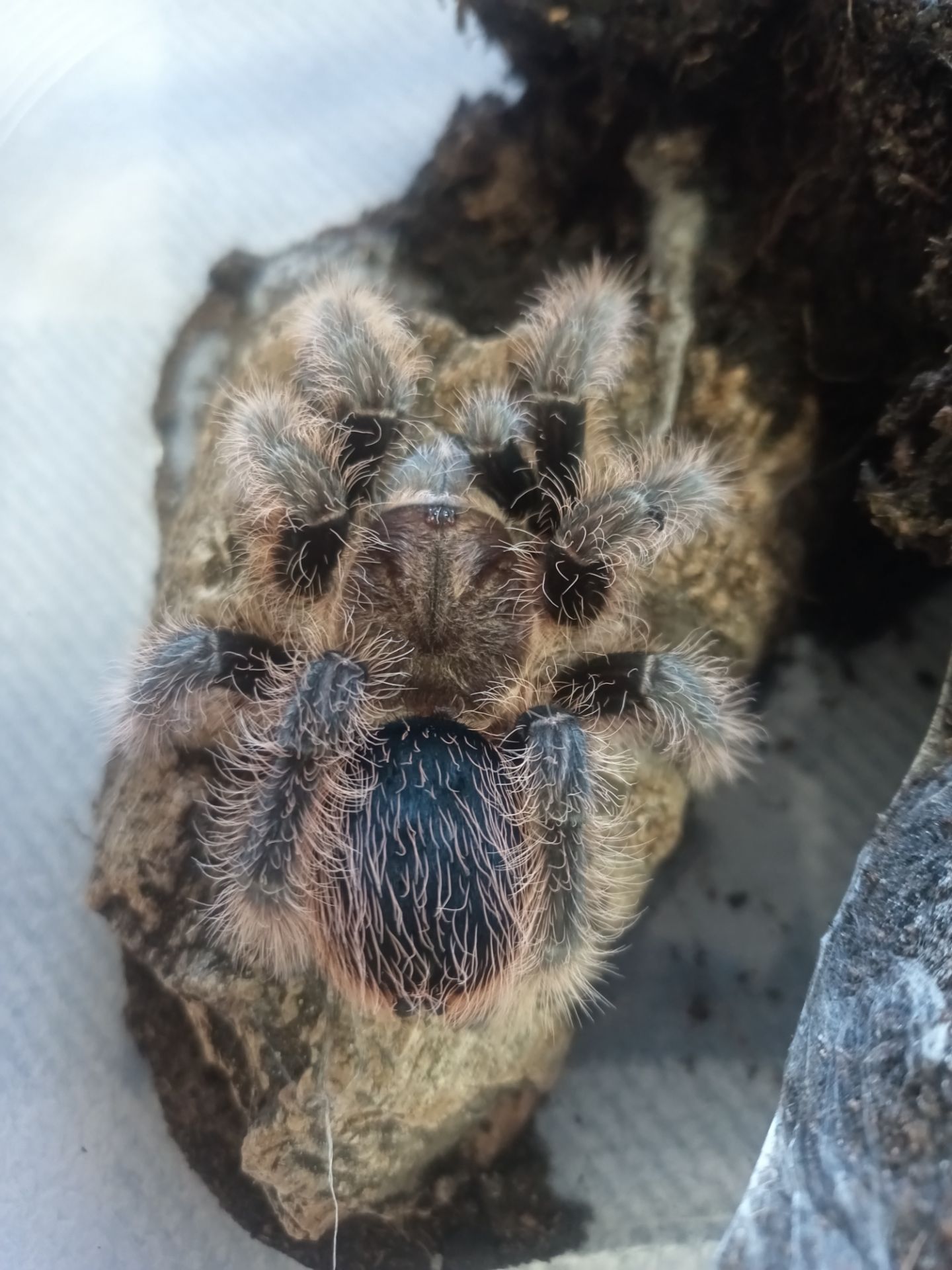 Tliltocatl Albopilosus, Brachypelma Albiceps