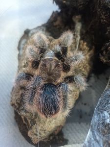 Tliltocatl Albopilosus, Brachypelma Albiceps
