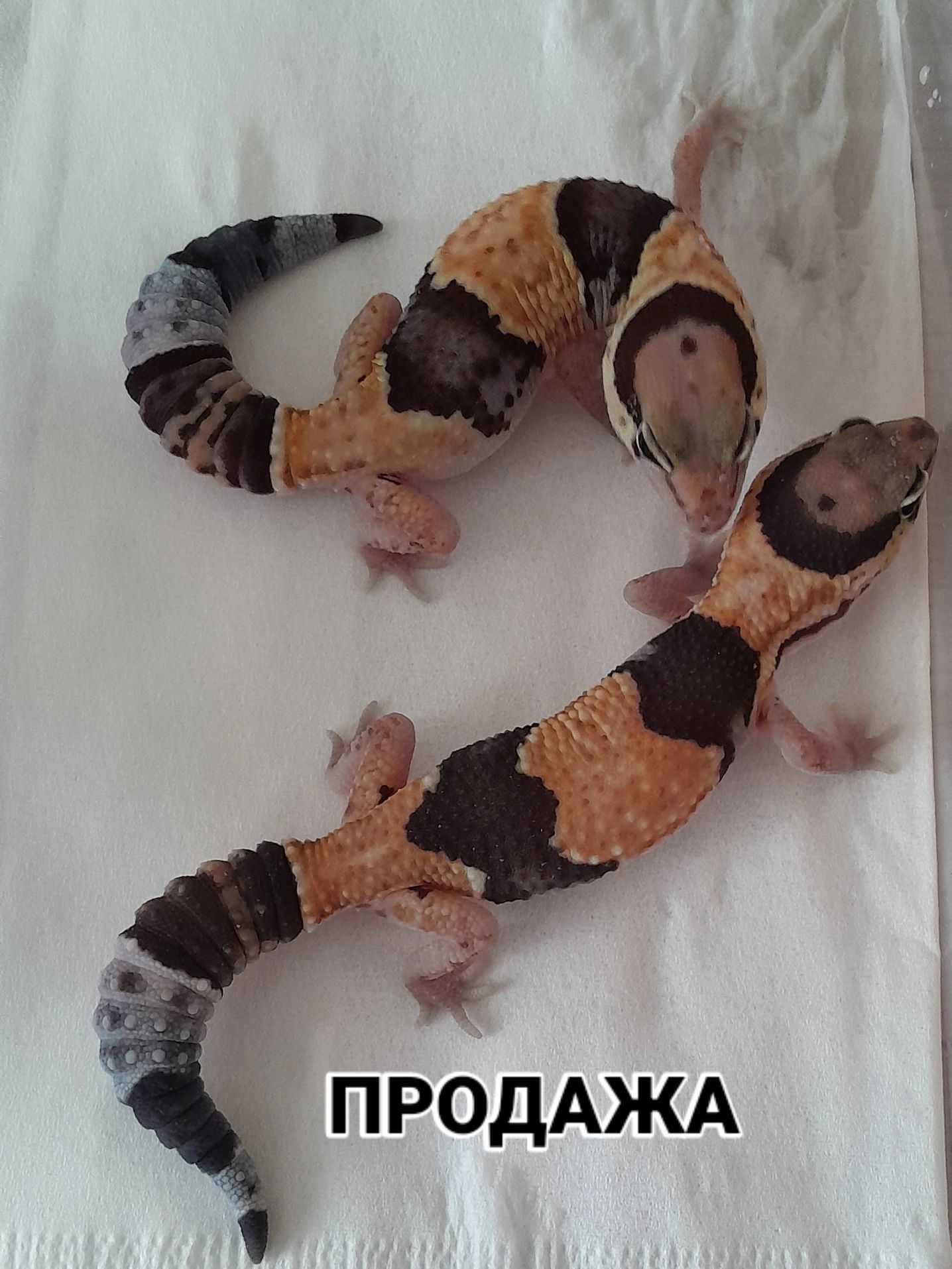 Ящірка