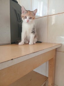 Кошенята британці