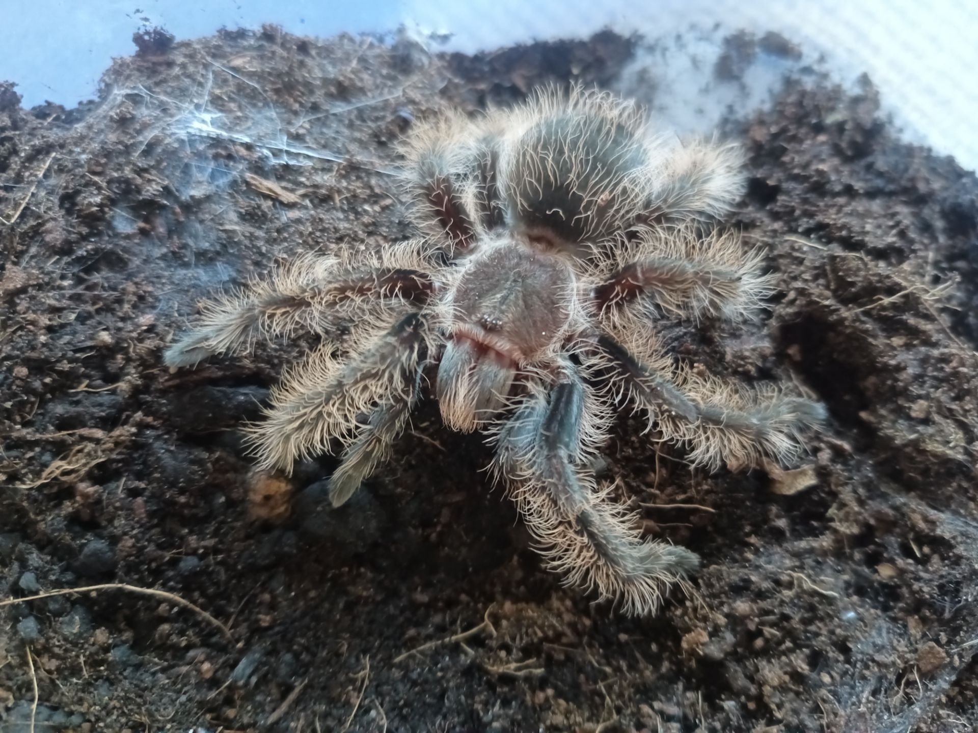 Tliltocatl Albopilosus Nicaragua