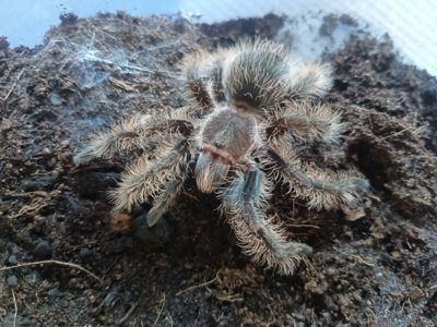 Tliltocatl Albopilosus Nicaragua