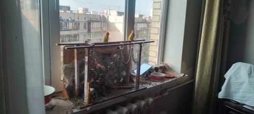 Нерозлучники