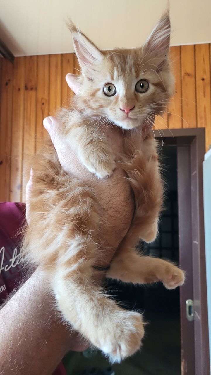 Кошечка Мейн -кун