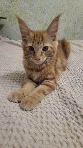 Кошечка Мейн -кун
