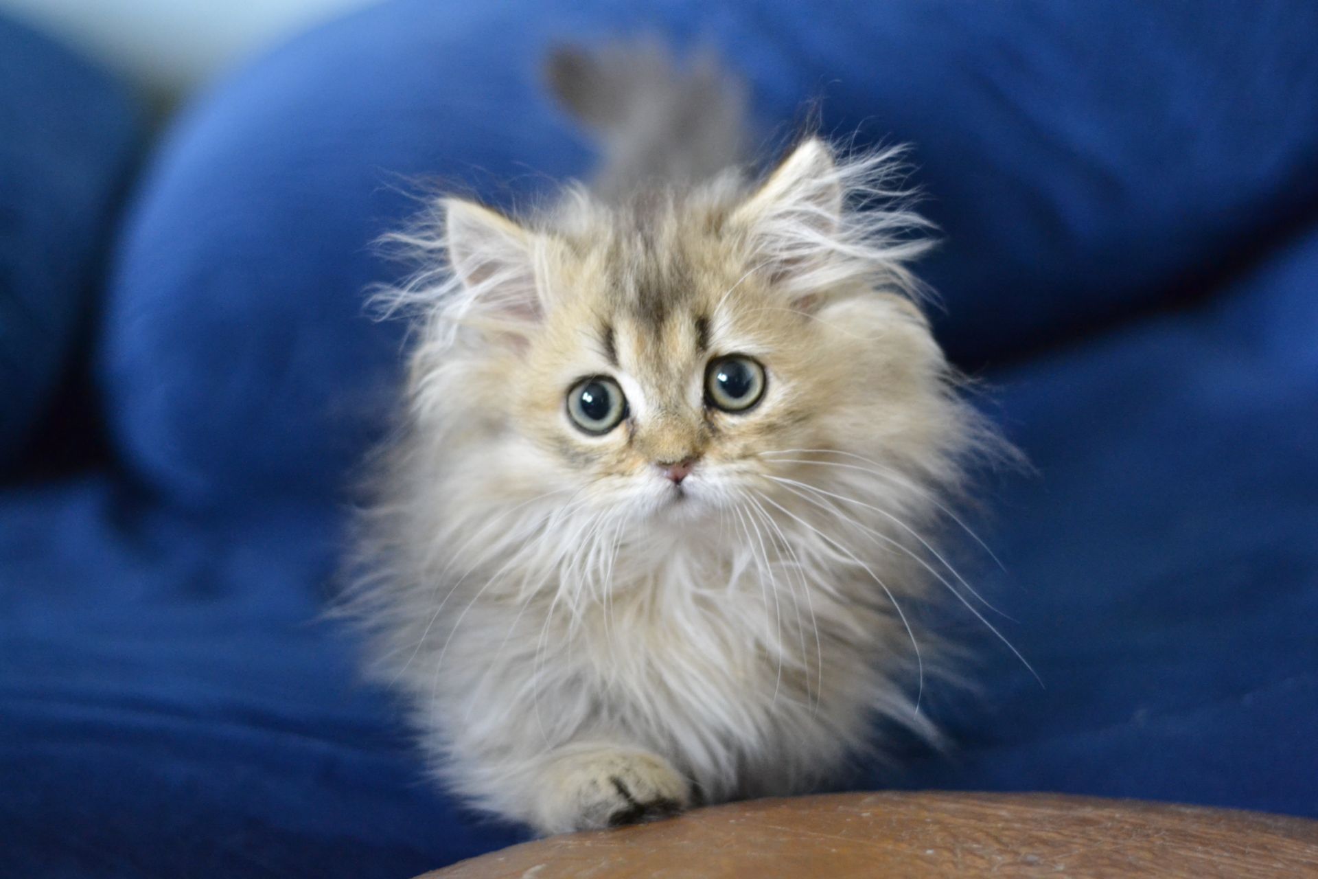 Котик манчкін