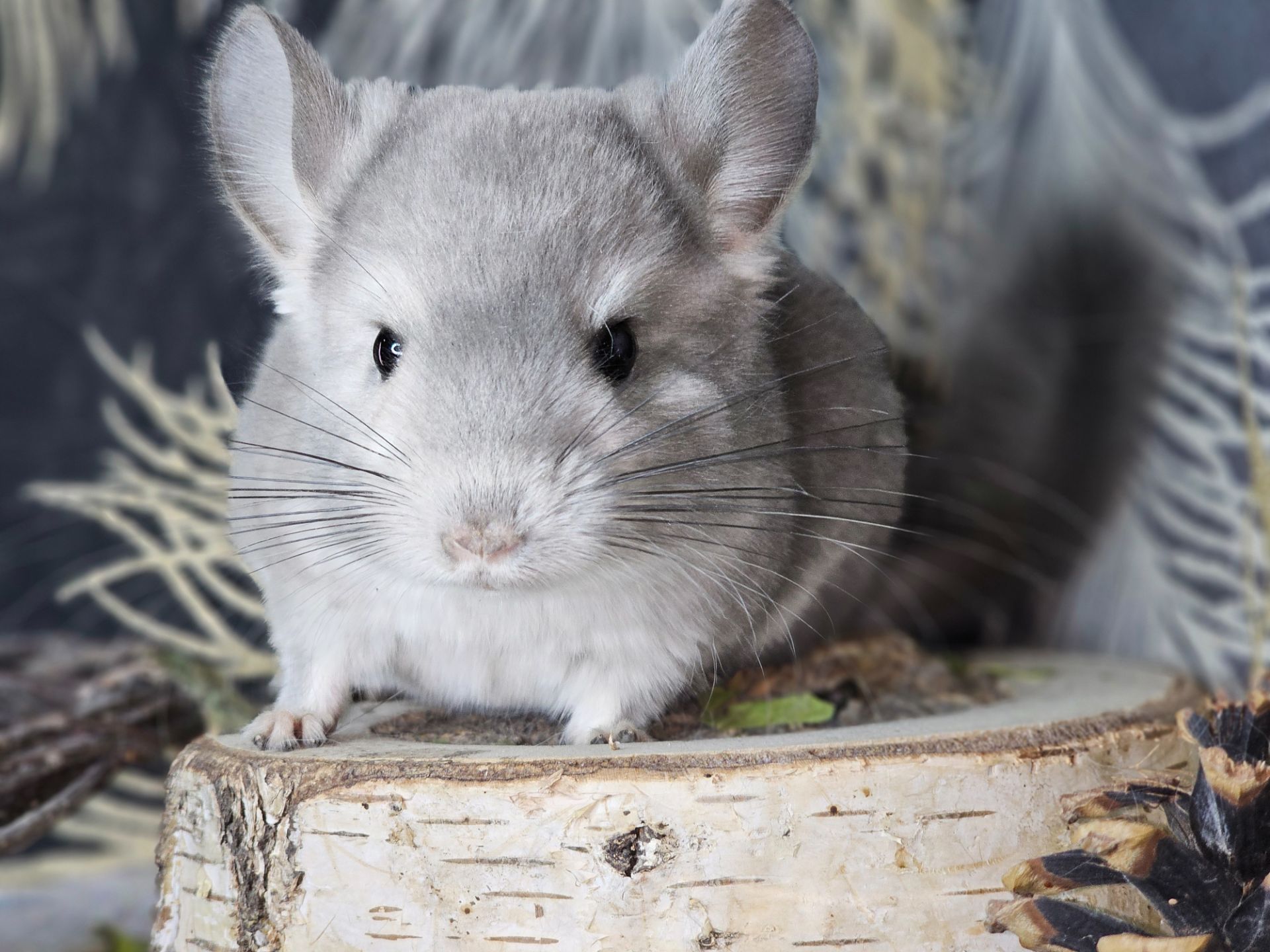 Девочка Фиолетовая Пастель Носитель Ангоры и вероятный Носитель Сапфира