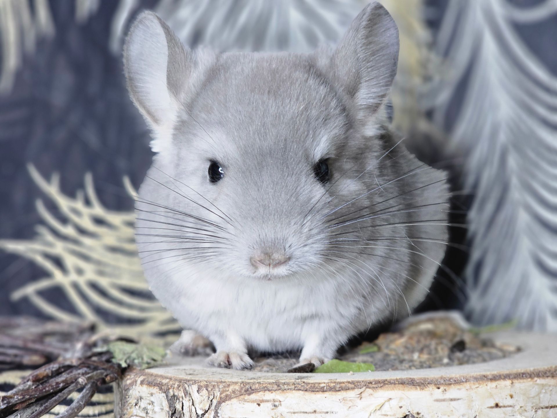 Девочка Фиолетовая Пастель Носитель Ангоры и вероятный Носитель Сапфира