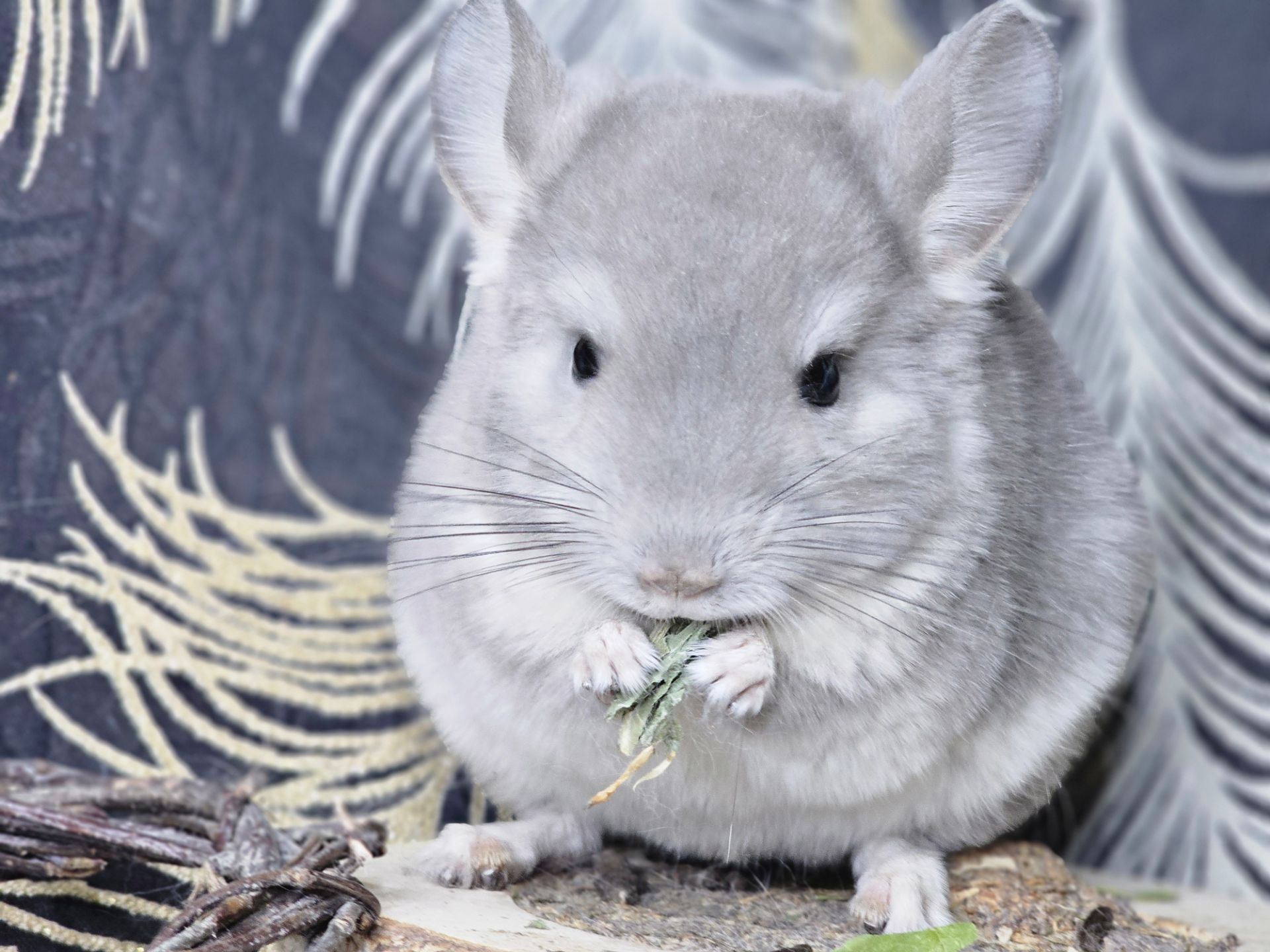 Девочка Фиолетовая Пастель Носитель Ангоры и вероятный Носитель Сапфира