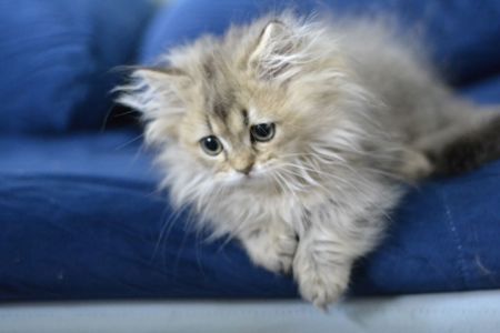 Котик манчкін