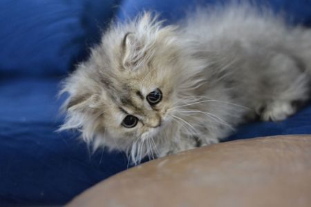 Котик манчкін