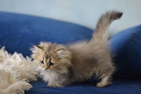 Котик манчкін