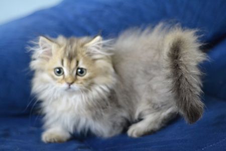 Котик манчкін