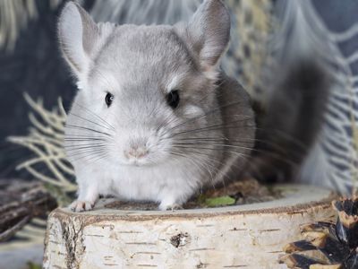 Девочка Фиолетовая Пастель Носитель Ангоры и вероятный Носитель Сапфира