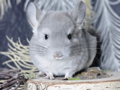 Девочка Фиолетовая Пастель Носитель Ангоры и вероятный Носитель Сапфира