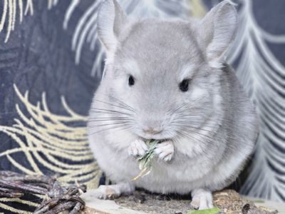 Девочка Фиолетовая Пастель Носитель Ангоры и вероятный Носитель Сапфира