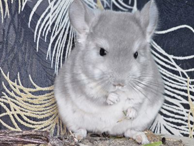 Девочка Фиолетовая Пастель Носитель Ангоры и вероятный Носитель Сапфира