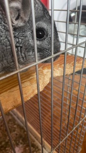 Шиншила + клітка велика та все необхідне