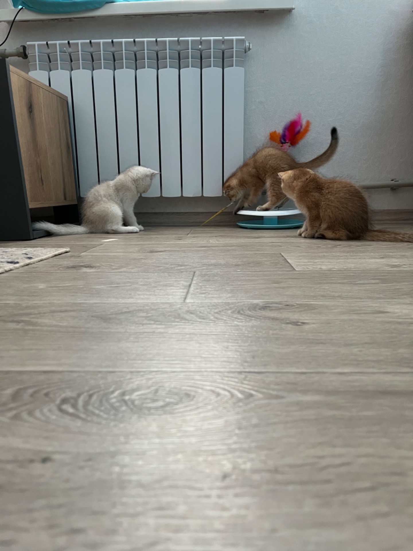 Котята шиншиллы
