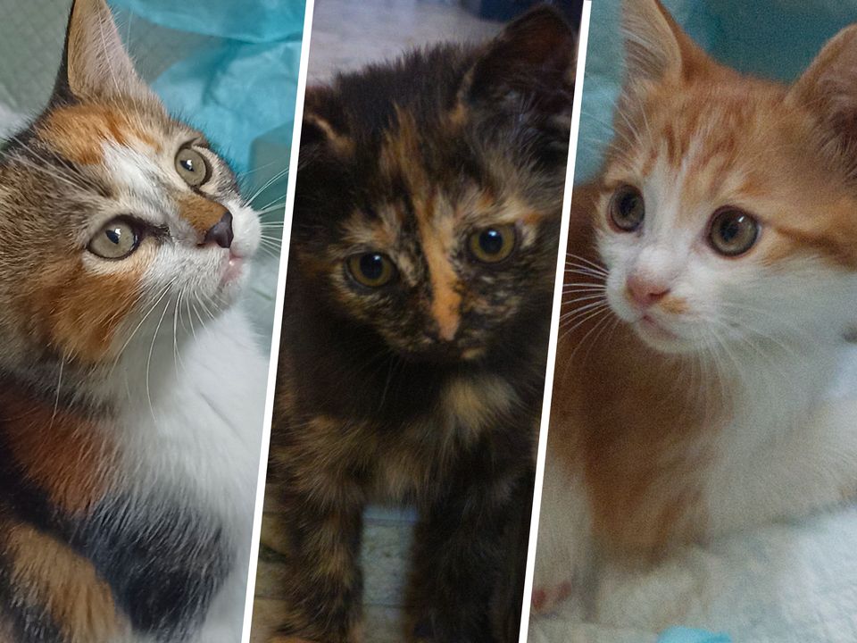 Котята-Ассорти ищут Новый Дом!