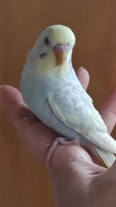 Хвилясті папуги