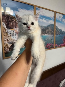 Котята шиншиллы