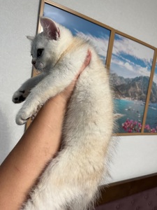 Котята шиншиллы