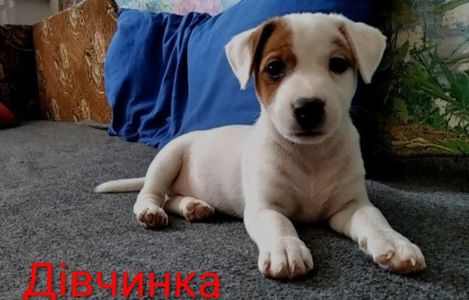 Цуценята Джек Рассел тер'єр