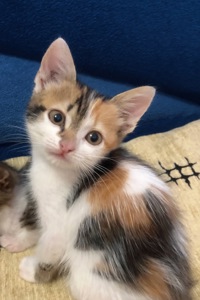Кошеня шукає собі родину❤️