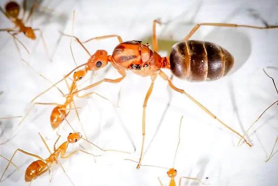 Anoplolepis gracilipes. Экзотические муравьи. Формикарий