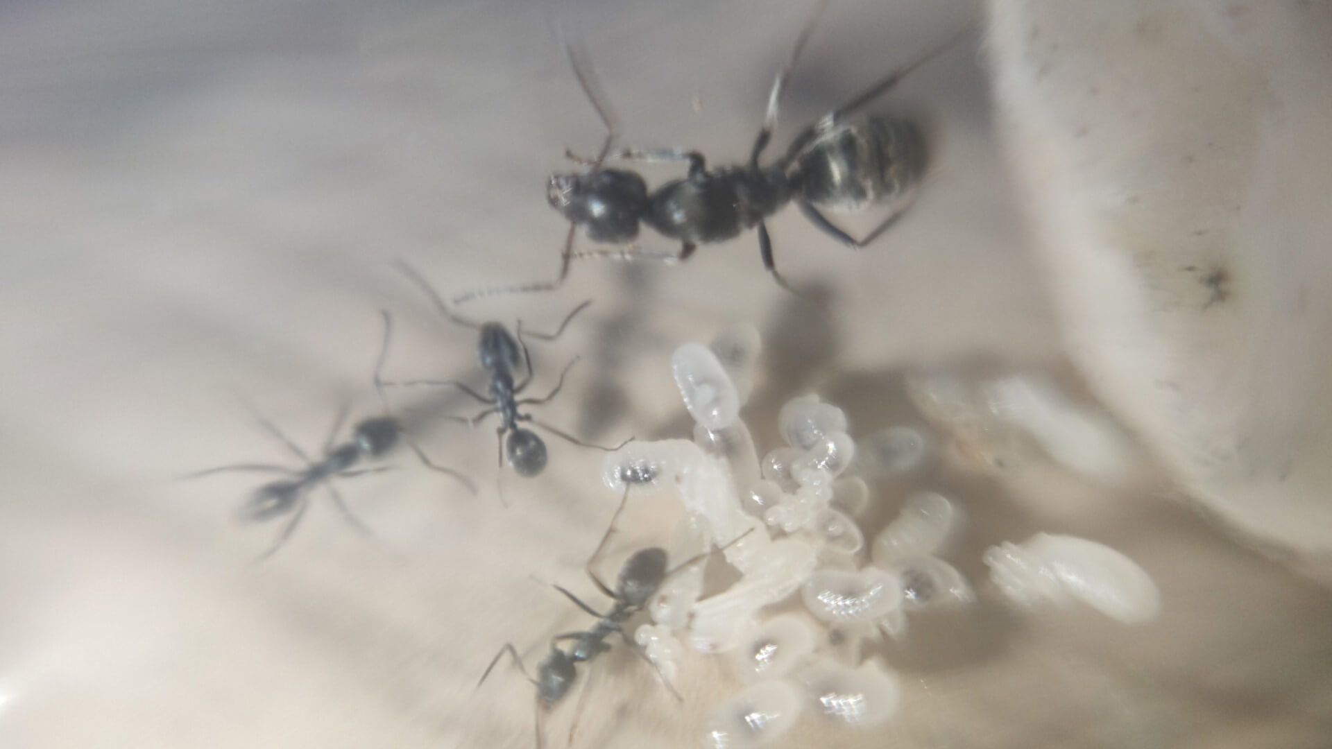 Iridomyrmex anceps. Экзотические муравьи. Формикарий