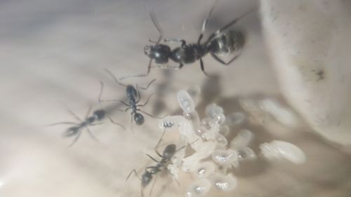 Iridomyrmex anceps. Экзотические муравьи. Формикарий