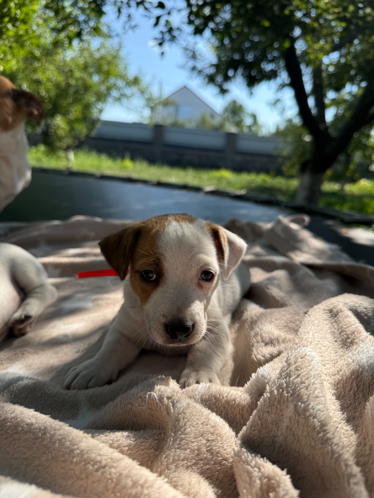 🐾 Цуценята Джек-Рассел тер’єра шукають дім! 🐾