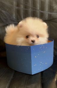 Маленькая девочка Бетти