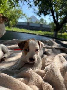 🐾 Цуценята Джек-Рассел тер’єра шукають дім! 🐾