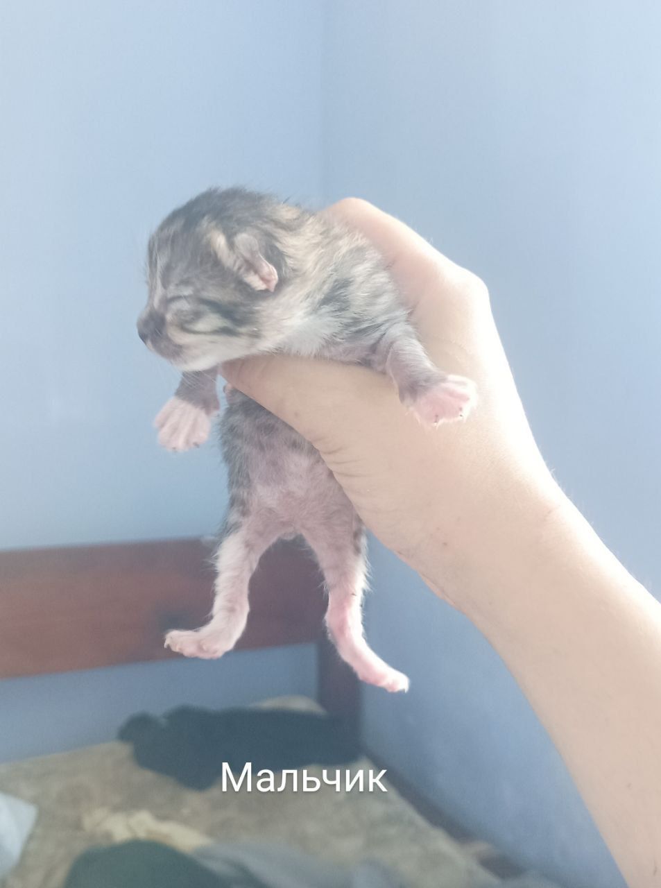 Котята ждут тебя🐾