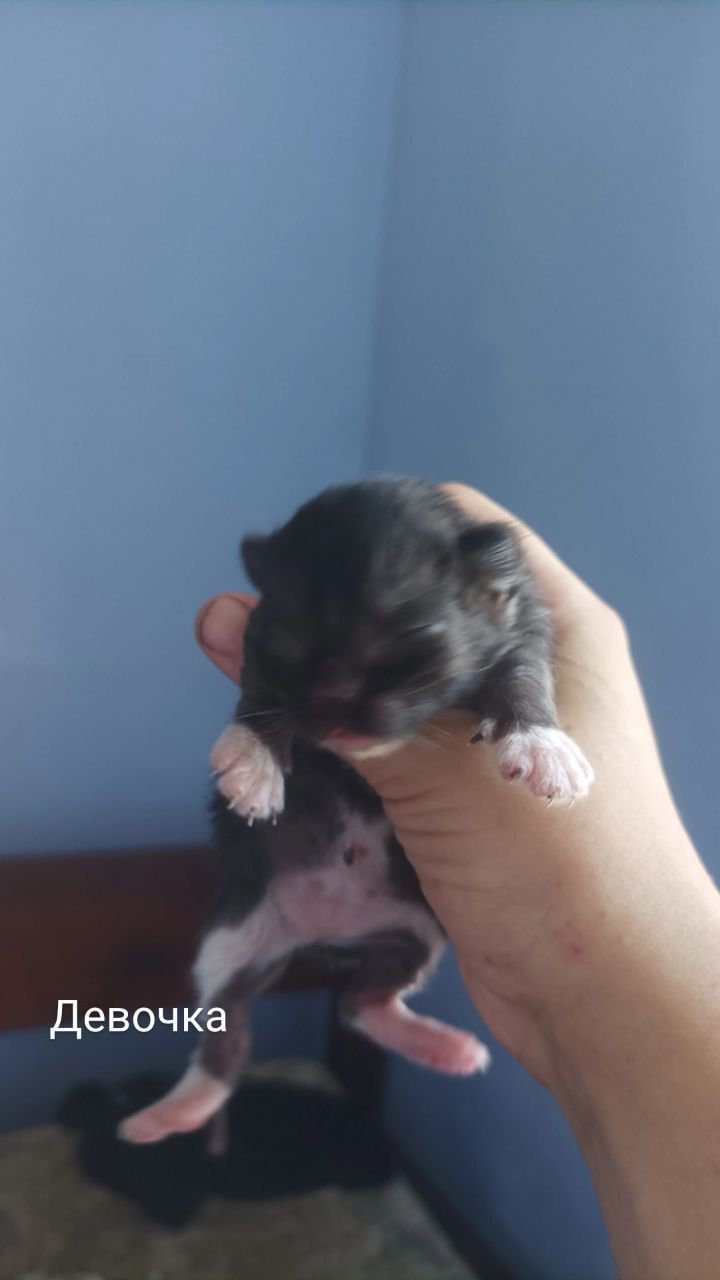 Котята ждут тебя🐾