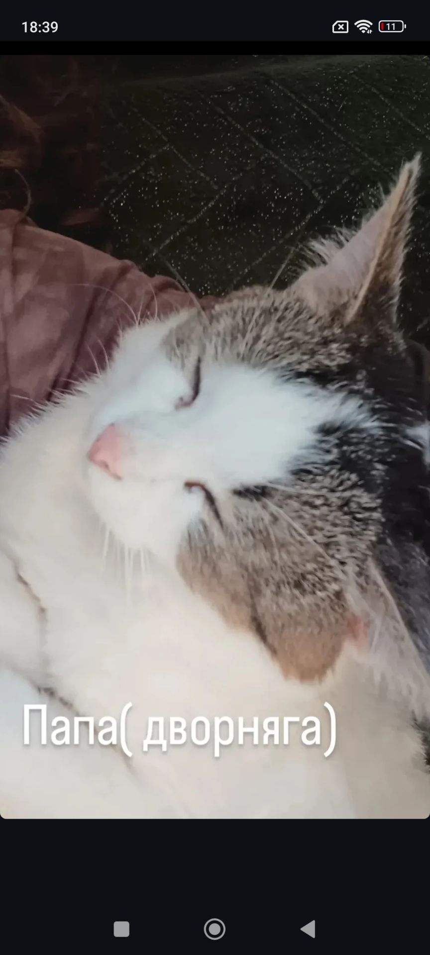 Котята ждут тебя🐾