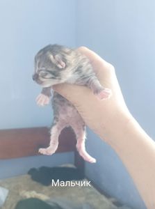 Котята ждут тебя🐾