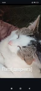 Котята ждут тебя🐾
