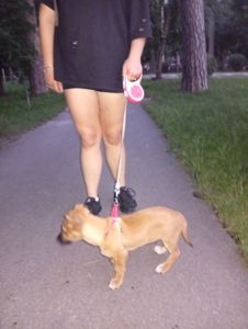 Цуценя