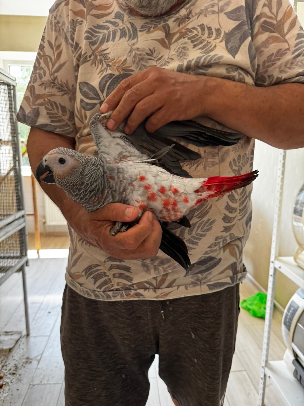 Королівський папуга жако