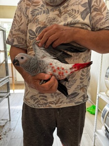Королівський папуга жако